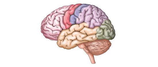 brain