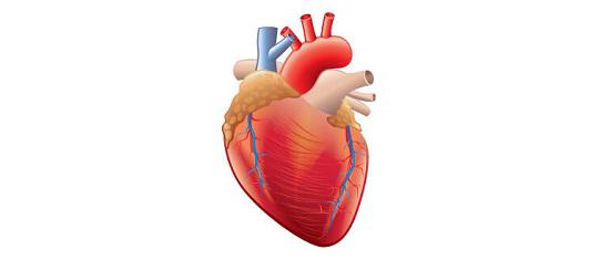 heart