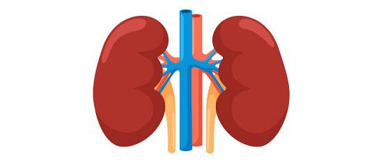kidney
