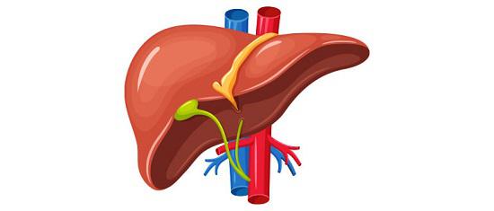 liver