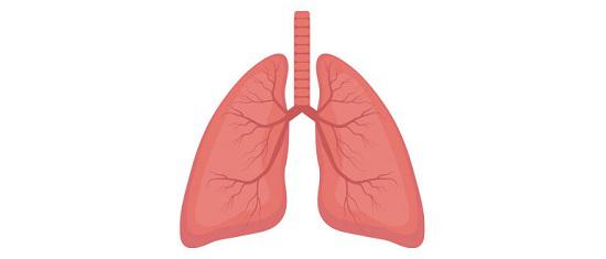 lungs