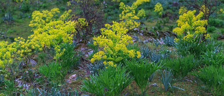Is Asafoetida Good for Health? Is Asafoetida Good for Health?