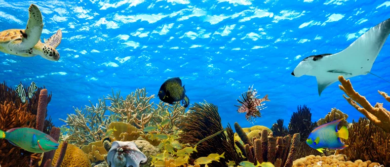 Banana Reef Banana Reef